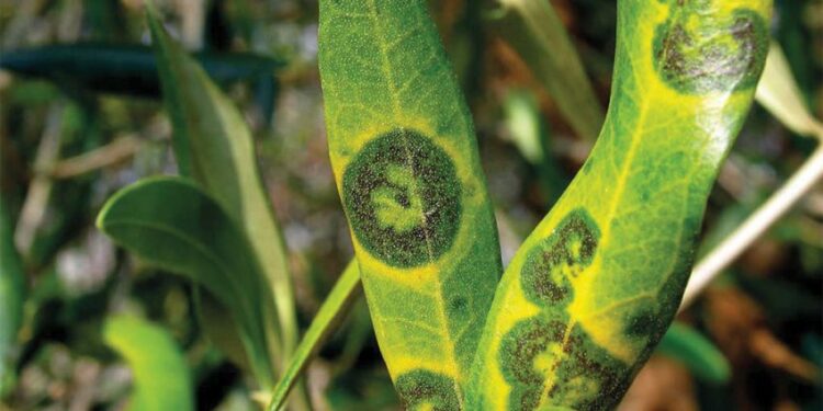 MPŠiV: Preporuka maslinarima za zaštitu od uzročnika bolesti paunovo oko