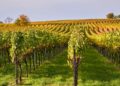 MPŠiV: Evo kako zaštititi vinograde od plamenjače