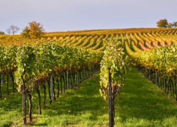 MPŠiV: Evo kako zaštititi vinograde od plamenjače