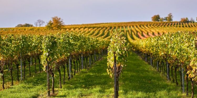 MPŠiV: Evo kako zaštititi vinograde od plamenjače