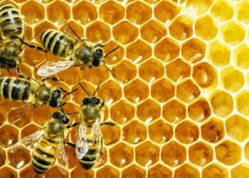 Općina Čitluk: Obavijest o ažuriranju podataka u Registru pčelara i Registru pčelinjaka