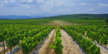 Upozorenje vinogradarima na opasnost od plamenjače i pepelnice