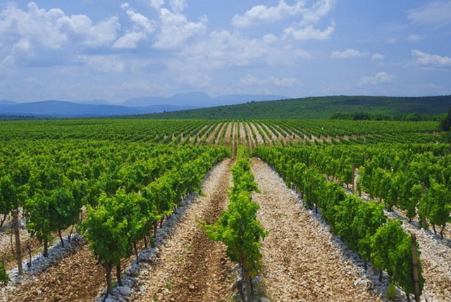 Upozorenje vinogradarima na opasnost od plamenjače i pepelnice