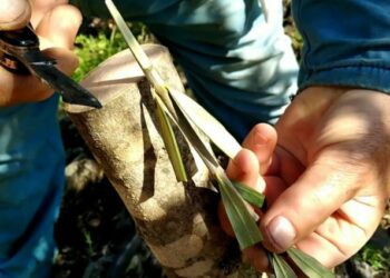 Najava: Praktična obuka za maslinare