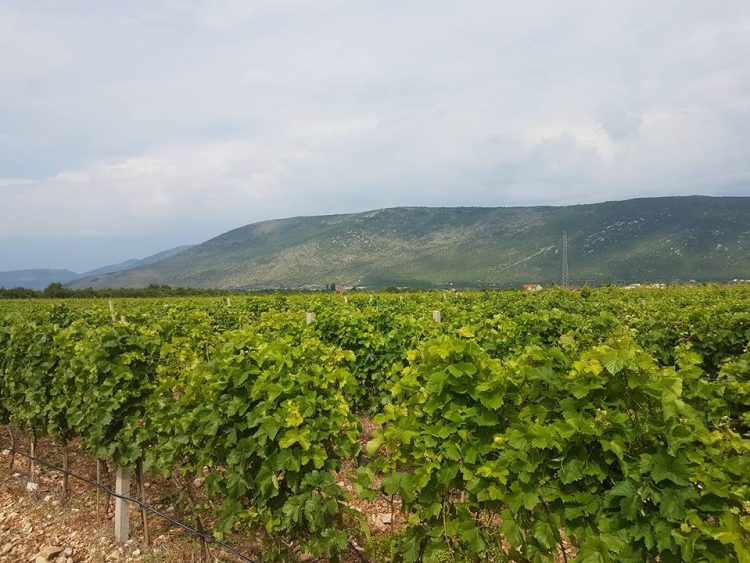 Hrvatska raspodijelila financijska sredstva za poljoprivredne projekte Hrvata u BiH u iznosu od četiri milijuna eura