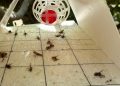 Povećan broj mediteranske voćne muhe (Ceratitis capitata) – preporuke za djelovanje