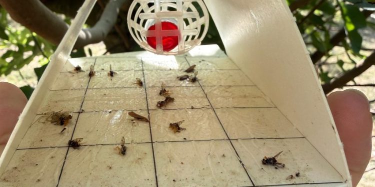 Povećan broj mediteranske voćne muhe (Ceratitis capitata) – preporuke za djelovanje