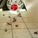 Povećan broj mediteranske voćne muhe (Ceratitis capitata) – preporuke za djelovanje
